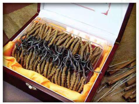 舟曲冬虫夏草回收